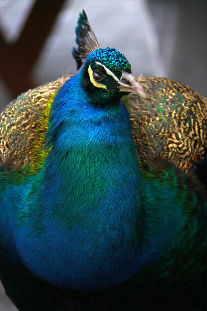 Close-up of peacock