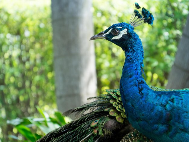 Close-up of a peacock