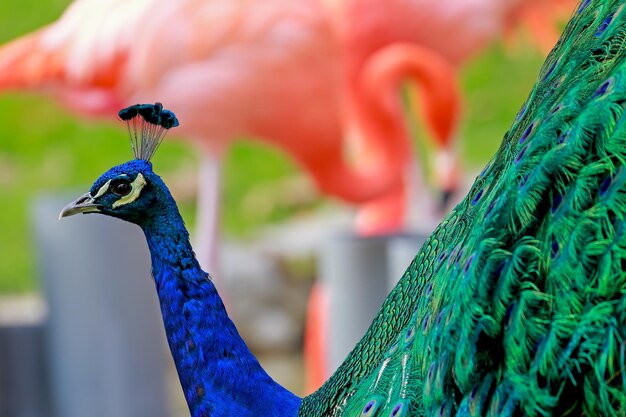 Photo close-up of peacock