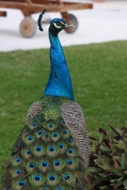 Photo close-up of peacock