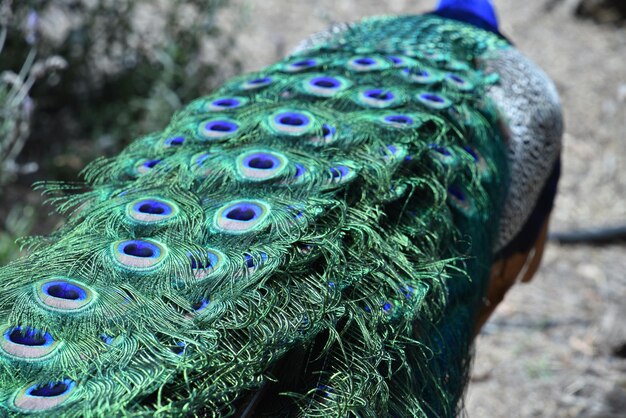 Photo close-up of peacock