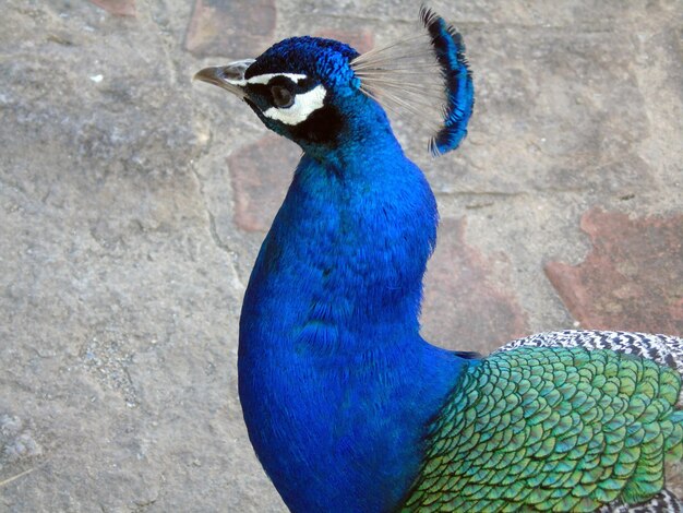 Photo close-up of peacock