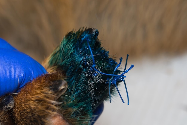 Photo close-up of a peacock