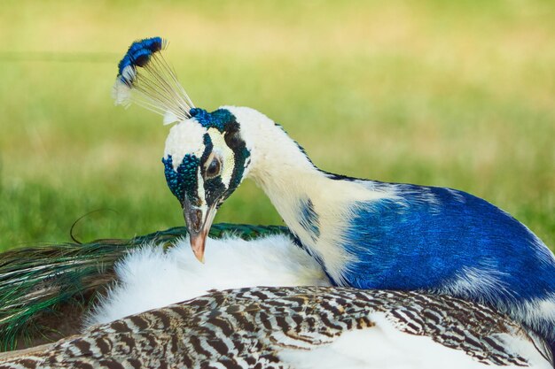 Photo close-up of peacock