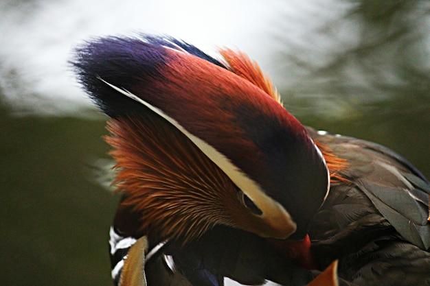 Photo close-up of peacock