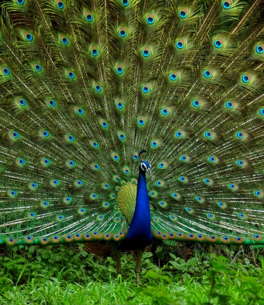 Photo close-up of peacock