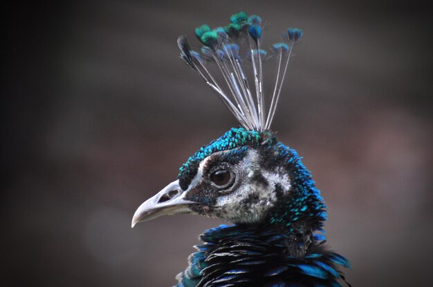 Photo close-up of a peacock