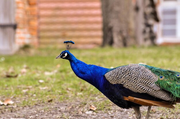 Photo close-up of peacock