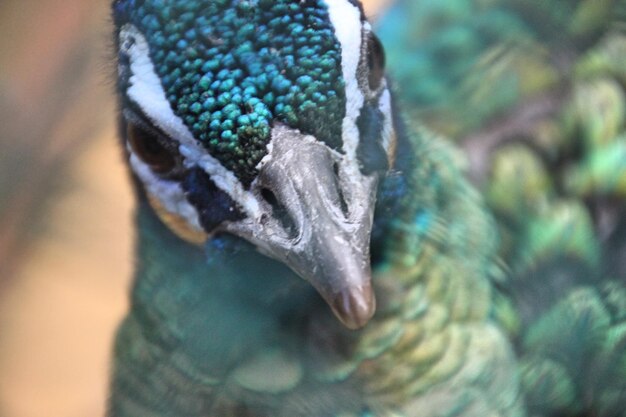 Photo close-up of peacock