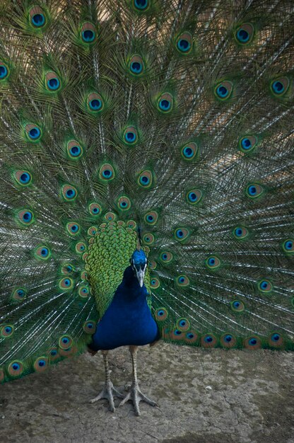 Photo close-up of peacock