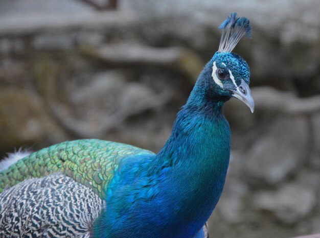 Close-up of peacock