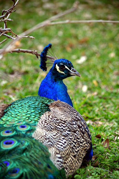 Close-up of peacock