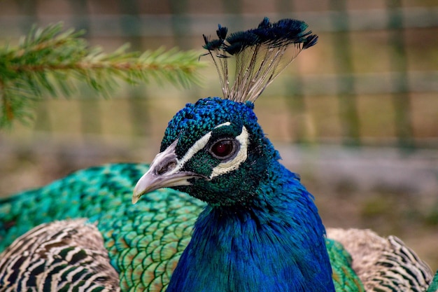 Photo close-up of peacock