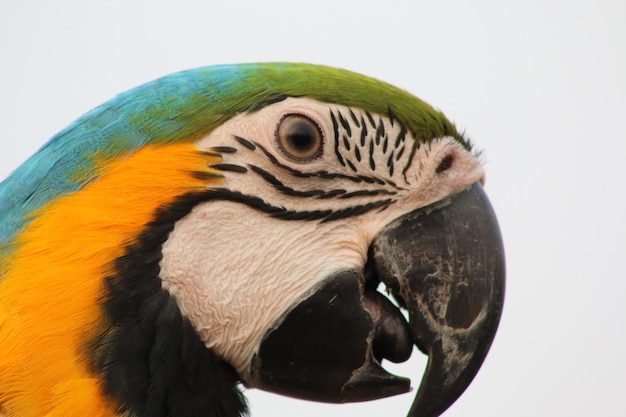 Photo close-up of peacock