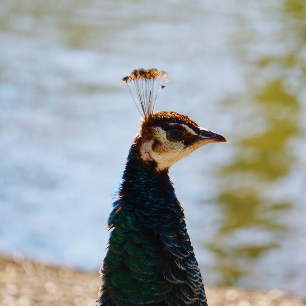 Close-up of peacock