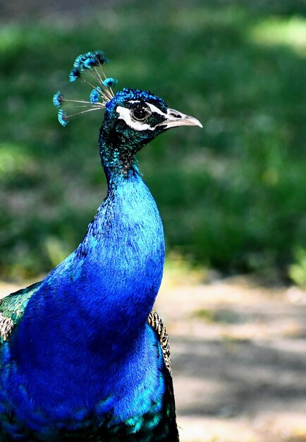 Close-up of a peacock