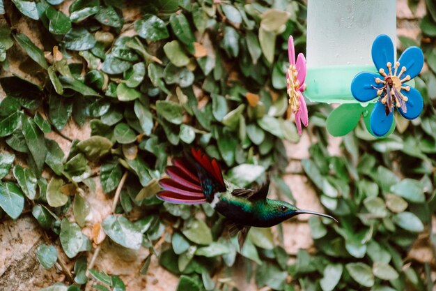 Photo close-up of peacock