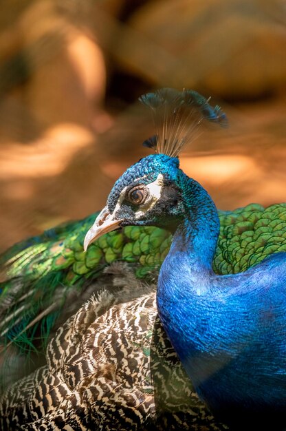 Close-up of peacock