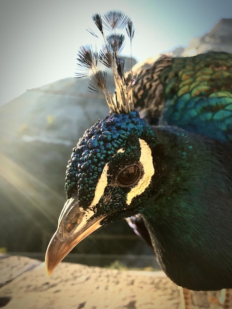 Photo close-up of peacock