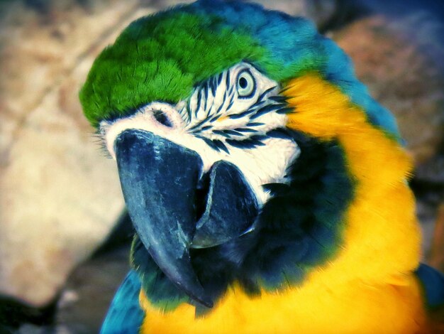 Photo close-up of peacock