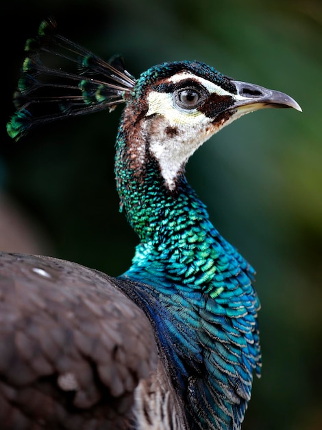 Close-up of peacock