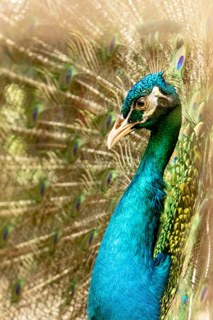 Photo close-up of peacock