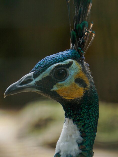 Photo close-up of peacock