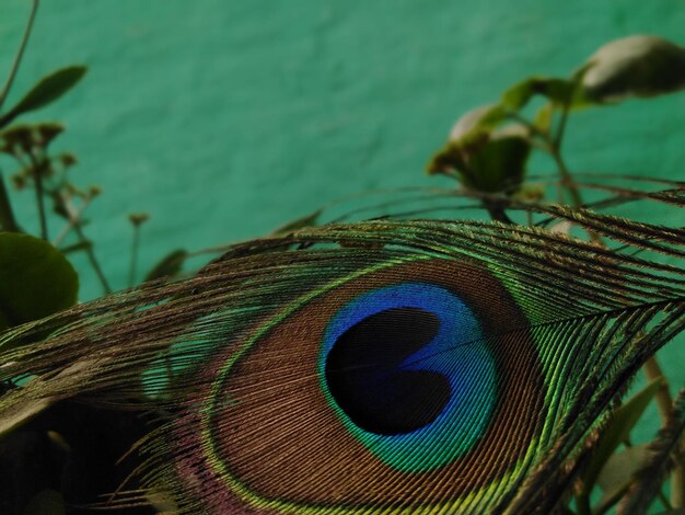 Close-up of peacock