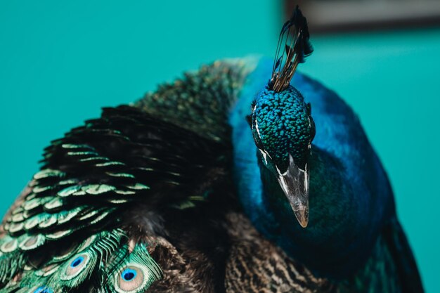 Close-up of peacock