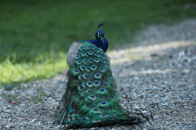 Photo close-up of peacock