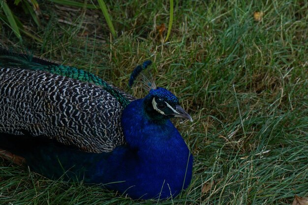 Photo close-up of a peacock