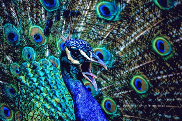 Close-up of peacock