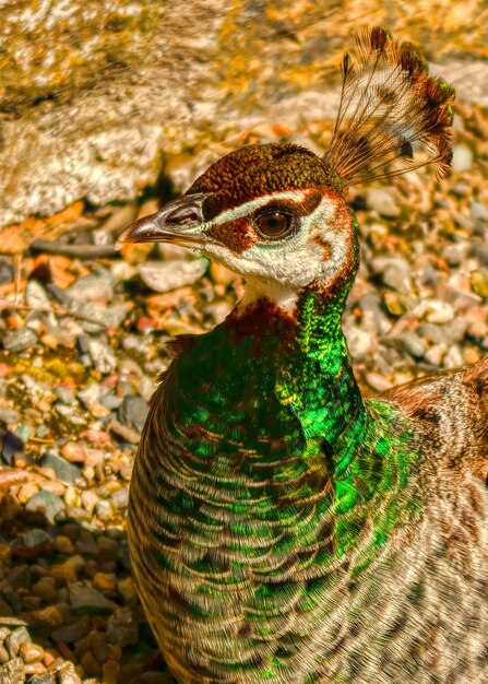 Photo close-up of a peacock