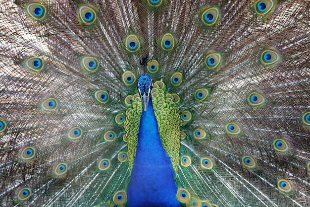 Photo close-up of peacock