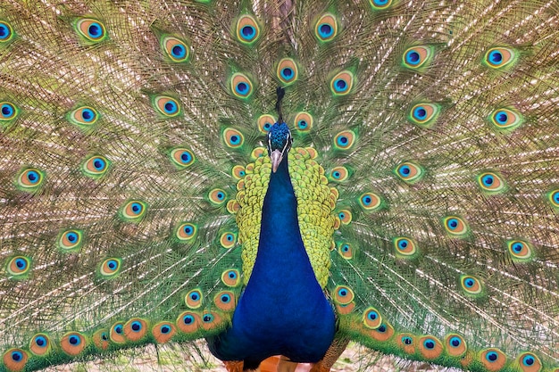 Close-up of peacock