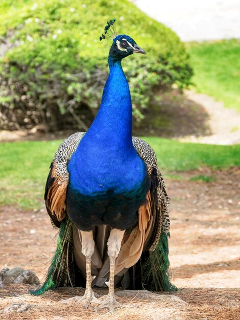 Foto prossimo piano del pavone