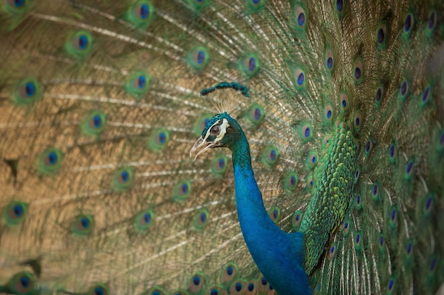 Photo close-up of peacock