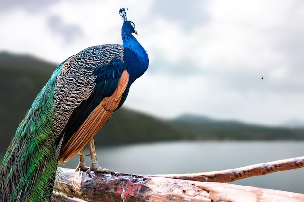 Photo close-up of a peacock