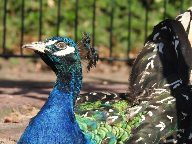 Close-up of peacock