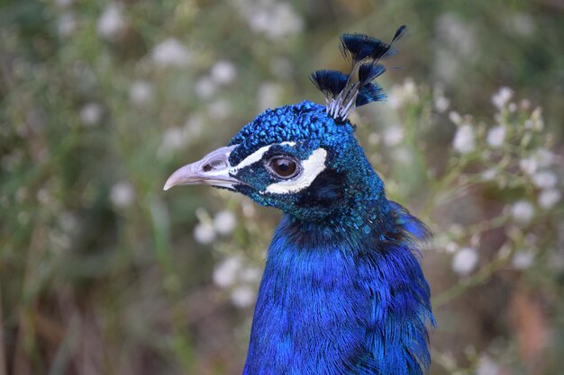 Photo close-up of peacock