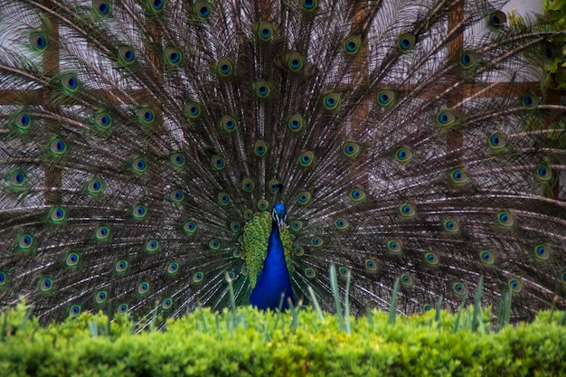 Photo close-up of peacock