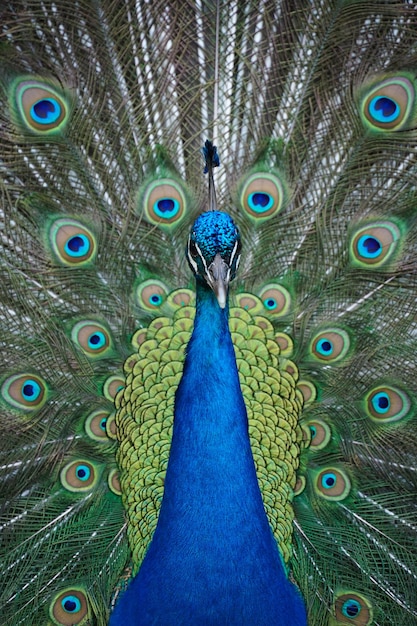 Photo close-up of peacock