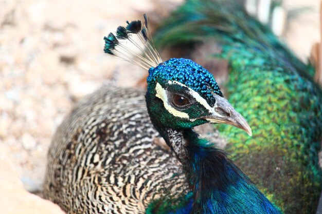 Photo close-up of peacock