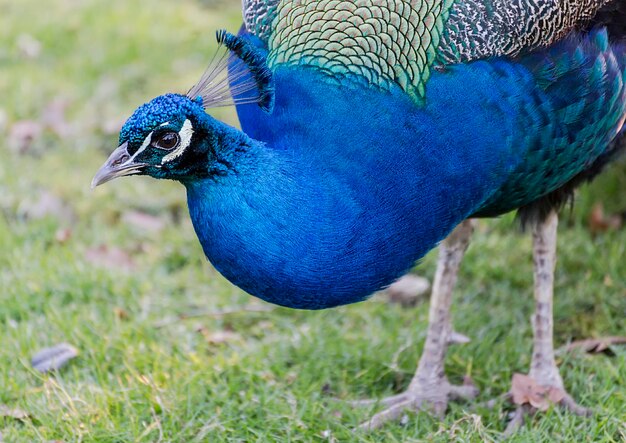 Close-up of peacock