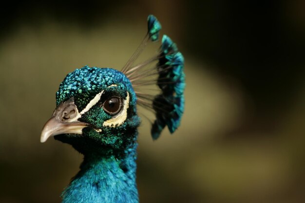 Photo close-up of peacock