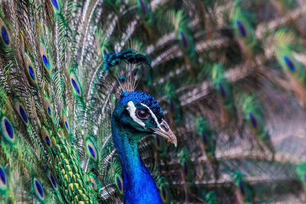 Photo close-up of peacock