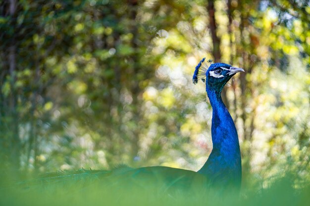 Close-up of peacock