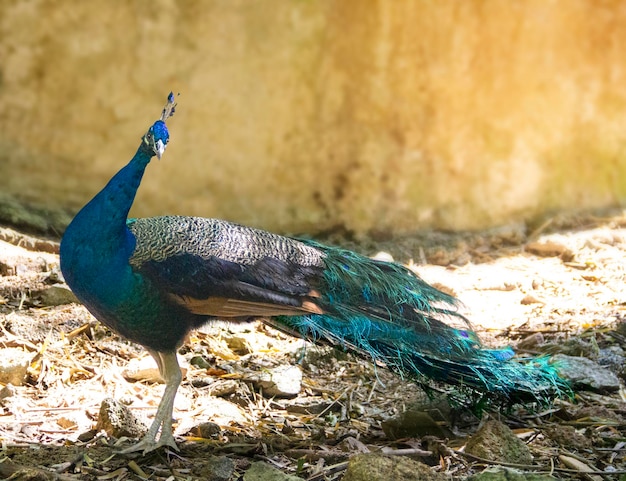 Close-up of peacock