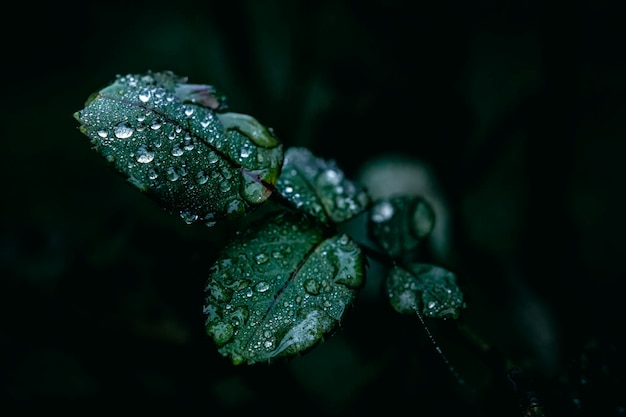 Foto close-up di gioielli di perle