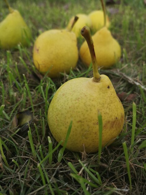 Foto close-up di pere che giacciono sul campo